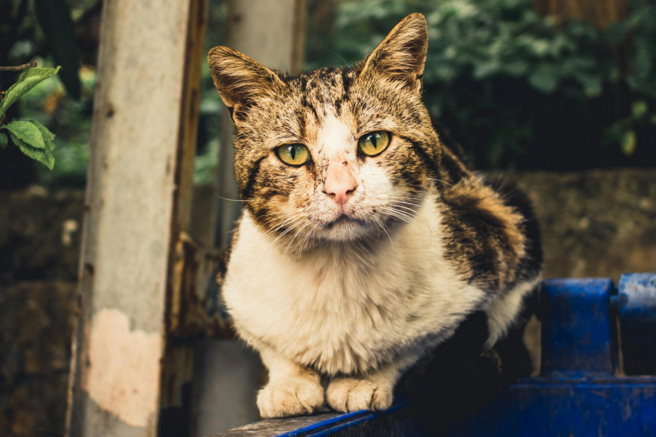 gatos adultos