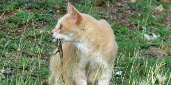 Comportamentos e Personalidades dos Gatos