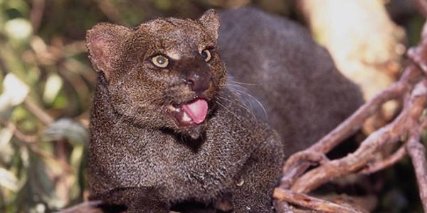 Gatos Encontrados no Brasil