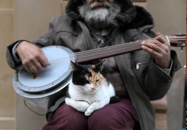 gatos em istambul